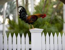 Key West Rooster