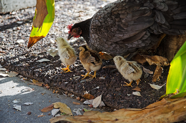Chicks and Hen in Key West