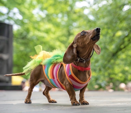 A dog dressed up for Fantasy Fest