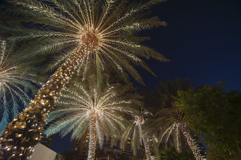 palm tree with christmas lights